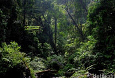 Tanda Ini Sudah Muncul di Hutan, Pertanda Kiamat Semakin Dekat?