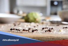 Cara Mengusir Semut Tanpa Bahan Kimia, Ampuh dengan Bahan Alami di Rumah