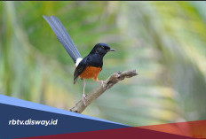 Mitos Memelihara Burung: Benarkah Bisa Membawa Keberuntungan?