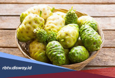 Walaupun Rasanya Pahit, Tenyata Ini Manfaat Buah Mengkudu untuk kesehtan