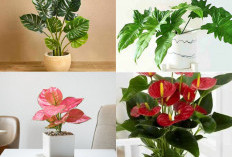 5 Tanaman Hias yang Banyak Dijumpai Ini Ternyata Punya Nilai Jual Tinggi!