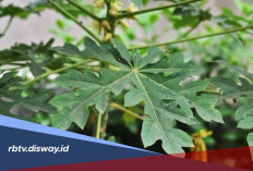 Manfaat Daun Pepaya untuk Kecantikan, Rahasia Alami agar Kulit Wajah Lebih Sehat dan Cerah