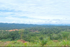 Langgar Kewajiban Jaga Hutan, Kemenhut RI Bekukan Izin PT API dan PT BAT