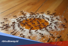 7 Tanaman Beraroma yang Efektif Mengusir Semut dan Tidak Bakal Datang Lagi