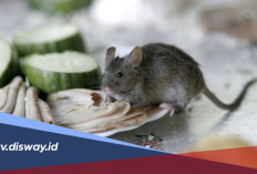 Tips Menjaga Rumah Tetap Bersih agar Tikus Tidak Betah Tinggal