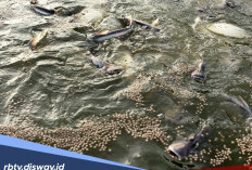 Mau Ikan Nila Cepat Besar? Tidak Harus Pelet, Ini Pakan Alternatif untuk Ikan Nila