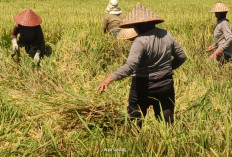 Rawan Banjir, Petani Desa Air Latak Desak Pemerintah Normalisasi Irigasi   