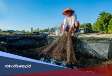 Pengajuan KUR BRI 2026 Diterima, Cek Simulasi Angsuran Terbaru Pinjaman Rp 100 Juta 