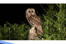 Mitos Kedatangan Burung Hantu, Pertanda Buruk atau hanya Kebetulan? 