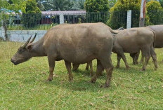 Dua Sanksi yang Menanti Pemilik Ternak di Bengkulu Selatan, Jika Hewan Berkeliaran Bebas