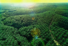 PT Teladan Prima Agro Buka Lowongan Kerja Bagi Lulusan Baru, Segera Kirim CV Terbaikmu