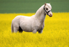 Hukum Makan Daging Kuda Menurut Islam, Halal atau Haram?