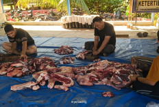 Alhamdulillah, Polres Seluma Kurban 5 Ekor Sapi dan 3 Ekor Kambing