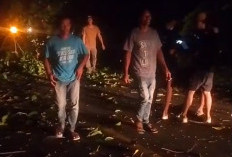 Pohon Tumbang di Seluma, Putuskan Jaringan Listrik dan Tutup Akses Jalan