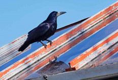 Bikin Ngeri, Ini Mitos Burung Gagak di Atap Rumah