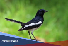 Cara Membuat Suara Burung Kacer Lebih Keras dan Panjang