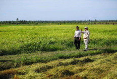 Surganya Pertanian, Ini Lokasi Harta Karun di Papua Selatan