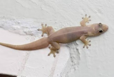 Mitos Menginjak Cicak, Membawa Pertanda Baik atau Malah Pertanda Buruk?