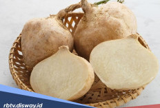 7 Manfaat Bengkoang untuk Kesehatan Tubuh dan Kulit