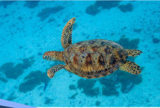 Katanya Daging Penyu Bisa Jadi Obat Kuat, Mitos atau Fakta? 