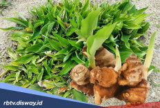 Kandungan, Manfaat dan Cara Mengolah Kencur untuk Kesehatan Tubuh