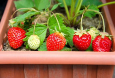 5 Cara Merawat Tanaman Buah dalam Pot agar Cepat Berbuah Lebat