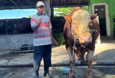 Hasil Lab Kondisi Sapi Banmas Presiden RI untuk Kabupaten Seluma