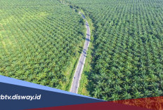 Daftar Daerah Penghasil Kelapa Sawit Terbesar di Indonesia, Daerahmu Termasuk?