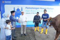 Idul Adha 1447 H, BRI Group Distribusikan lebih dari 5000 Hewan Kurban di Berbagai Daerah di Indonesia 