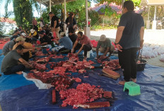 Sumbangan Berbuat Amal, Kemenag Seluma Kurban 5 Ekor Sapi dan 1 Kambing
