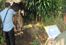 Inspektorat Seluma Investigasi BUMDes Talang Prapat Kecamatan Seluma Barat