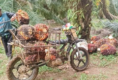 Distan Seluma Bocorkan Cara agar Harga TBS Sawit Lebih Tinggi