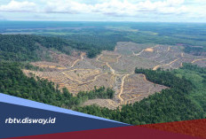 5 Penyebab dan Dampak Deforestasi terhadap Alam dan Kehidupan Manusia