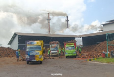 Harga TBS Kelapa Sawit di Kabupaten Seluma Hari Ini Mulai Merangkak Naik