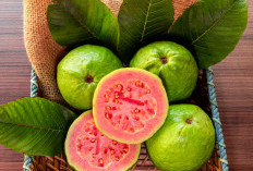 Jangan Asal Konsumsi, Ini Manfaat dan Efek Samping Jambu Biji Merah