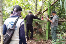 BKSDA Provinsi Bengkulu Pasang Perangkat Beruang di Desa Lubuk Sini