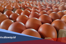 Peluang Usaha Telur Ayam, Banyak Dicari Orang, Modalnya Terjangkau