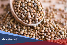Berkhasiat Turunkan Kadar Gula Darah, Ini Resep Minuman Herbal dari Biji Ketumbar 