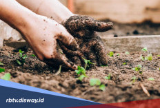Tahan Banting, 4 Jenis Tanaman Pangan Ini Bisa Bertahan saat Musim Panas Melanda