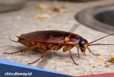 Jijik karena di Rumah Banyak Kecoa? Begini Cara Mudah Mengatasinya