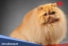 6 Tips Merawat Bulu Kucing agar Tidak Rontok dan Tetap Lebat