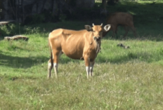 Pengusaha Sapi di Bengkulu Ditipu Rekan Bisnis Puluhan Juta