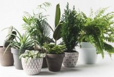 5 Rekomendasi Tanaman Hias yang Mudah Dirawat, Tak Mudah Mati