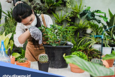 10 Cara Merawat Tanaman Hias agar Subur dan Indah, Cocok untuk Pemula