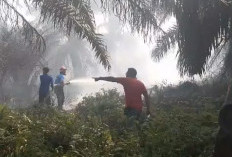 1 Hektare Lahan Sawit di Air Periukan Hangus Terbakar, Penyebabnya Masih Misteri