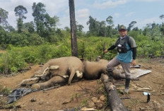 2 Ekor Gajah Ditemukan Mati di Wilayah Konsesi PT. Bentara Agra Timber Mukomuko, Penyebab Masih Jadi Misteri