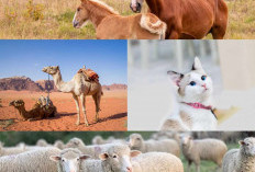 Bukan hanya Kucing, Ini Daftar Hewan Peliharaan Kesayangan Nabi Muhammad SAW