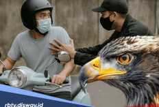 Heboh Soal Mata Elang, Apakah Profesi Ini Legal di Indonesia?