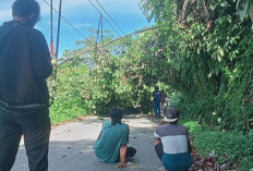 Jaringan Listrik Wilayah Ulu Talo Seluma Padam Akibat Pohon Tumbang