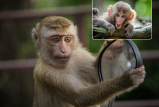 Tafsir Monyet Masuk Rumah Menurut Primbon Jawa, Katanya Ada Pertanda yang Disampaikan